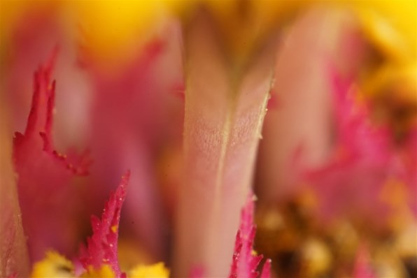 中一光学 FREEWALKER 20mm F2.0 SUPER MACRO 4-4.5：1 [ニコン用