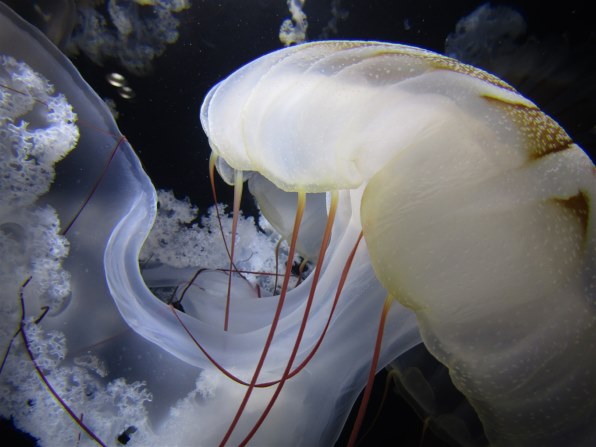 CANON PowerShot SX430 ISで撮影された写真 (レビュー) - 価格.com