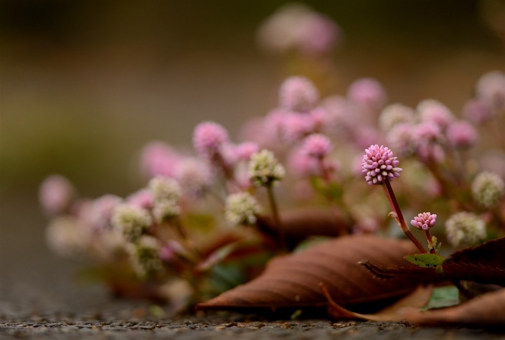 やっと手にしました、大満足です。』 シグマ MACRO 105mm F2.8 EX DG