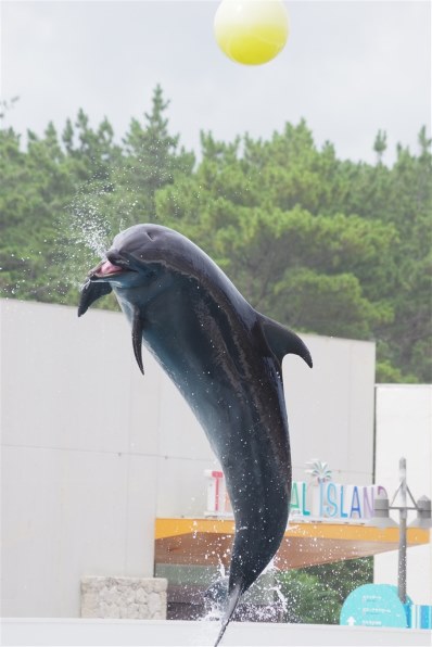 ペンタックス HD PENTAX-DA 55-300mmF4-5.8ED WR投稿画像・動画 - 価格.com