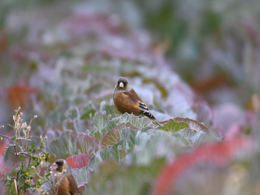 予想以上に画質が悪い』 TAMRON SP 150-600mm F/5-6.3 Di VC USD G2 (Model A022) [ニコン用]  もずって可愛いさんのレビュー評価・評判 - 価格.com