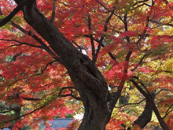 パナソニック LEICA D VARIO-ELMAR 14-150mm/F3.5-5.6 ASPH./MEGA