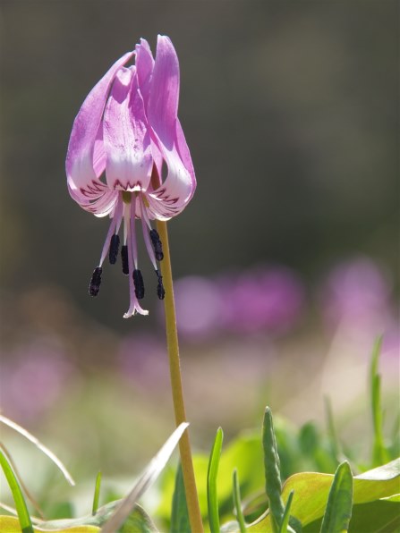 オリンパス ズイコーデジタル ED 18-180mm F3.5-6.3投稿画像・動画