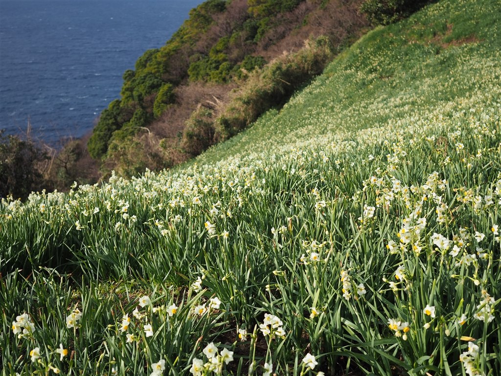 気軽に使っています シグマ 19mm F2 8 Dn ブラック マイクロフォーサーズ用 とりせんさんのレビュー評価 評判 価格 Com
