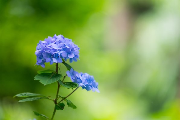 SONY 70-200mm F2.8 G SAL70200G 価格比較 - 価格.com