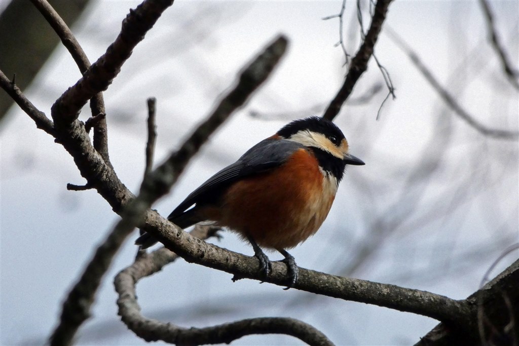 ✨極美品✨パナソニック DC-FZ85❤️ショット数わずか4,204回！ AF性能』 パナソニック LUMIX DC-FZ85 ちゃーずる良さんのレビュー評価