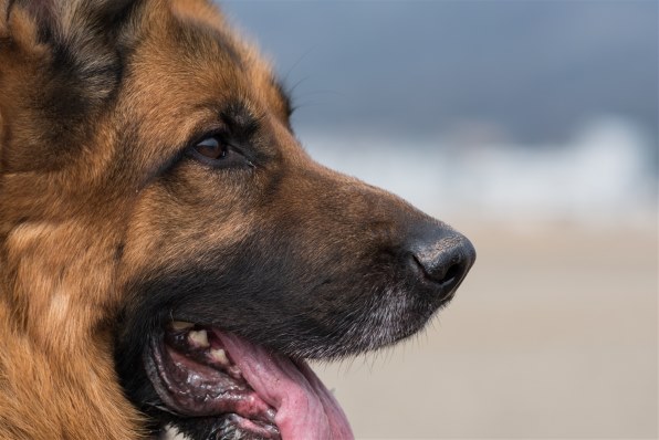 ニコン AF-S NIKKOR 85mm f/1.8Gで撮影された写真 (レビュー) - 価格.com