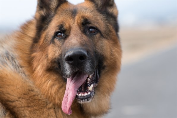 ニコン AF-S NIKKOR 85mm f/1.8Gで撮影された写真 (レビュー