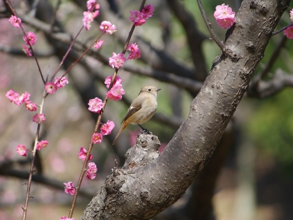 CANON EF-S55-250mm F4-5.6 IS投稿画像・動画 - 価格.com