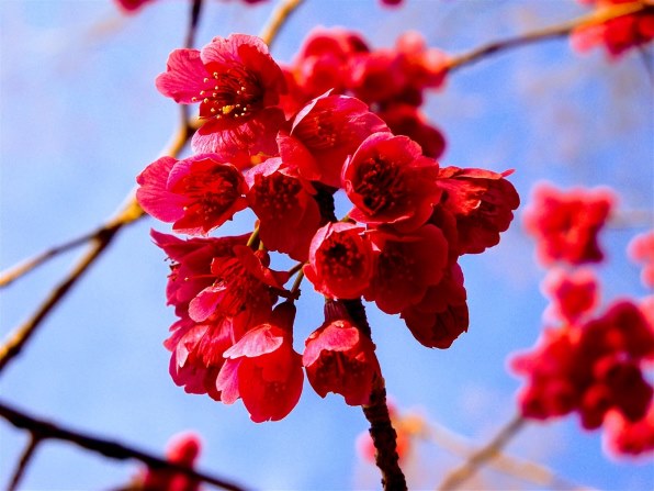 コダック EasyShare Z915投稿画像・動画 (レビュー) - 価格.com