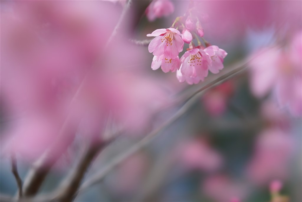 評価が難しい』 SONY FE 100mm F2.8 STF GM OSS SEL100F28GM Tony-Leon