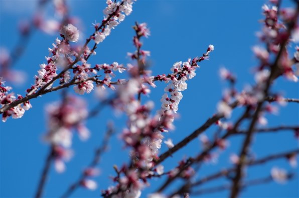 ペンタックス smc PENTAX-DA 50-200mm F4-5.6ED WR投稿画像・動画