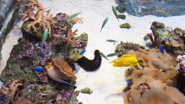 シグマ 30mm F2.8 DN ブラック [マイクロフォーサーズ用] レビュー評価