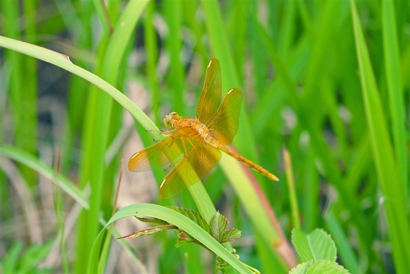 オリンパス M.ZUIKO DIGITAL ED 40-150mm F4.0-5.6 R [シルバー