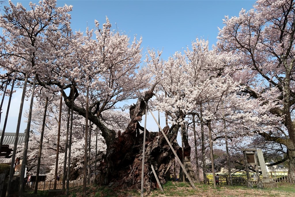 しだれ桜 Canon Powershot G7 X Mark Ii ハナおじいさんのレビュー評価 評判 価格 Com