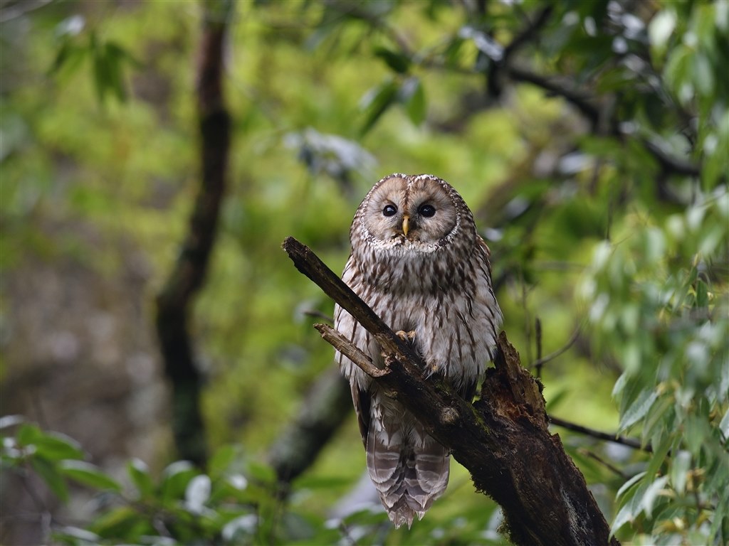 野鳥撮影』 ニコン AF-S NIKKOR 800mm f/5.6E FL ED VR 50f1.4 野鳥撮影』 ニコン AF-S NIKKOR 800mm f/5.6E FL ED VR 50f1.4