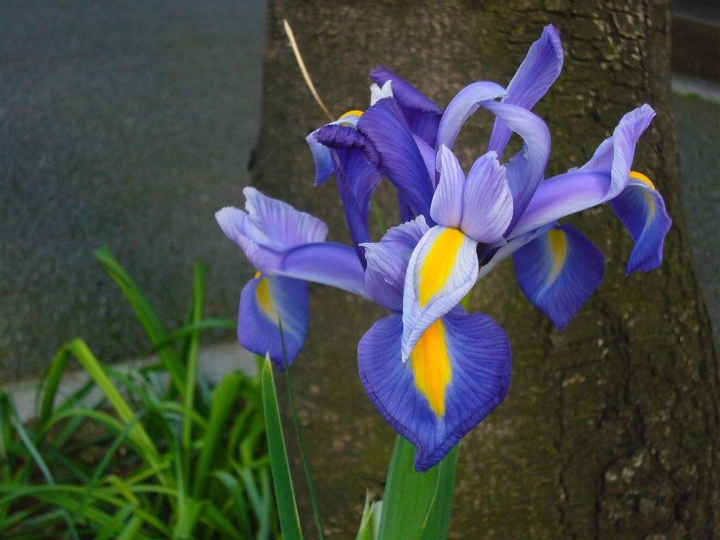 今までのデジカメラどうしようかな。』 パナソニック LUMIX DMC-FX01