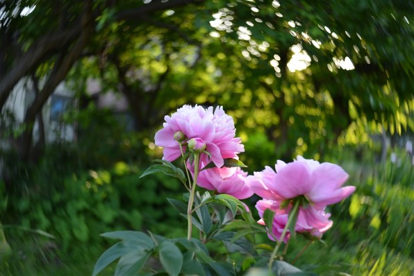 Lensbaby Burnside 35 [ニコン用] 価格比較 - 価格.com