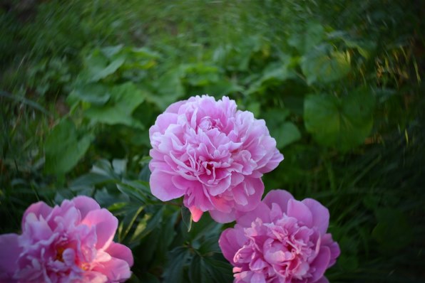 Lensbaby Burnside 35 [ニコン用] 価格比較 - 価格.com