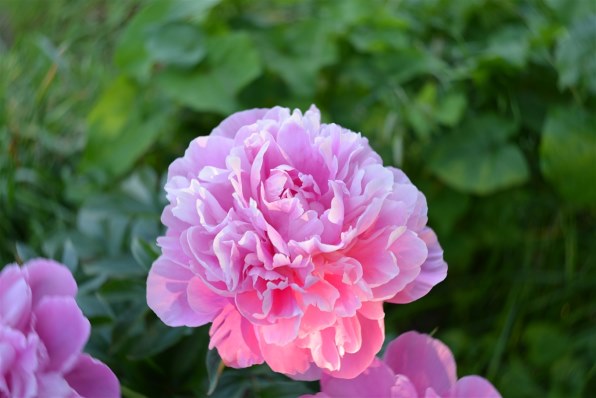 Lensbaby Burnside 35 [ニコン用] 価格比較 - 価格.com