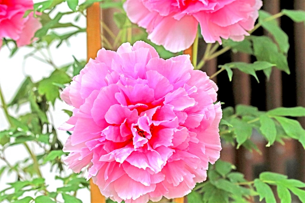 素敵な相棒 Canon Eos 5d Mark Iv Ef24 105l Is Ii Usm レンズキット Tobomさんのレビュー評価 評判 価格 Com