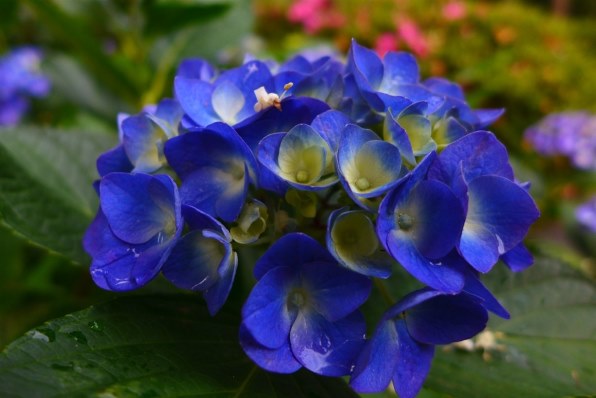 赤バッヂの威力 ライカ D Lux6 ブラック Jimmyじみーさんのレビュー評価 評判 価格 Com