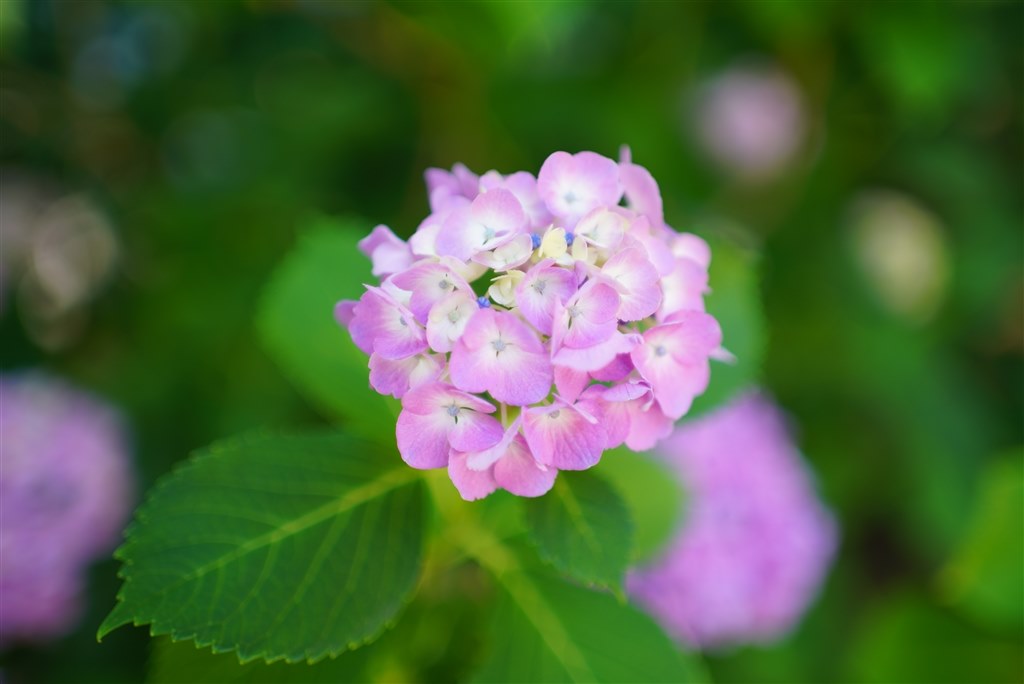 開放からの柔らかいボケで35mmとは思えない描写をする♪』 コニカ