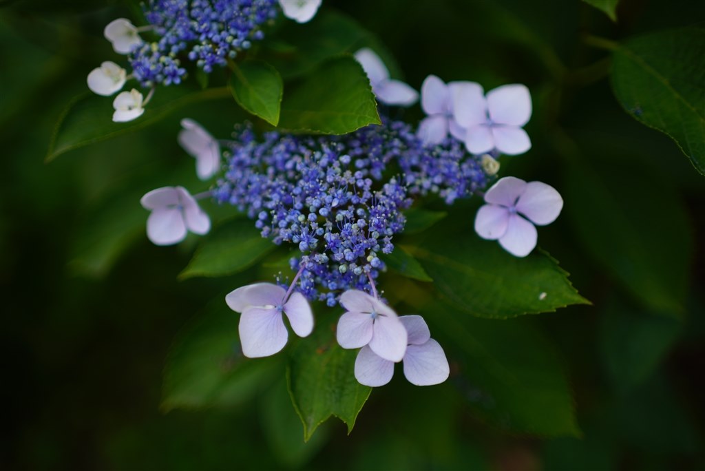 開放からの柔らかいボケで35mmとは思えない描写をする♪』 コニカ