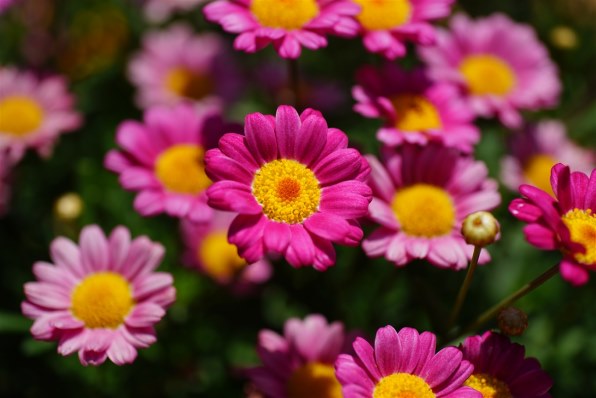 KONICA MINOLTA - 作例付き　MINOLTA 50mm F3.5 MACRO 管mpr 作例付き MINOLTA 50mm F3.5 MACRO 管mpr