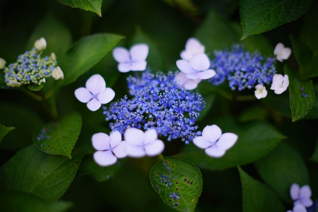 KONICA MINOLTA - 【美しいボケ/単焦点】 MINOLTA AF 50mm F1.4 コニカ ミノルタ AF 50mm F1.4 レビュー評価・評判 - 価格.com
