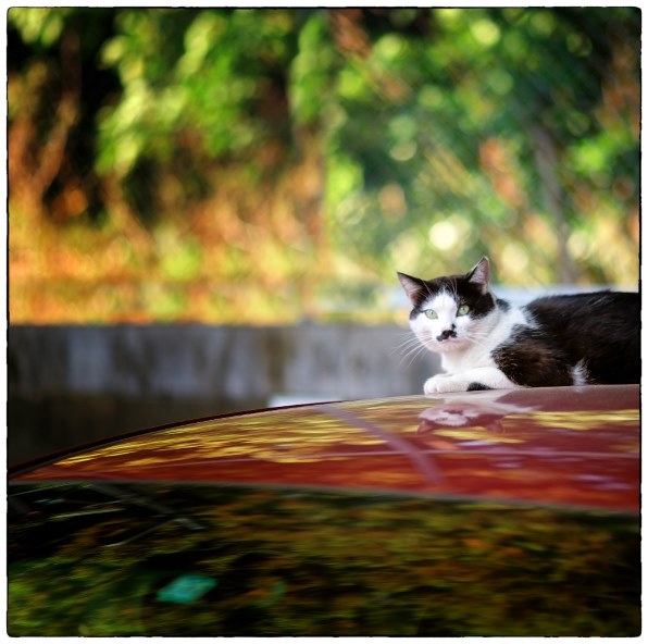 ニコン AF-S NIKKOR 85mm f/1.8Gで撮影された写真 (レビュー) - 価格.com