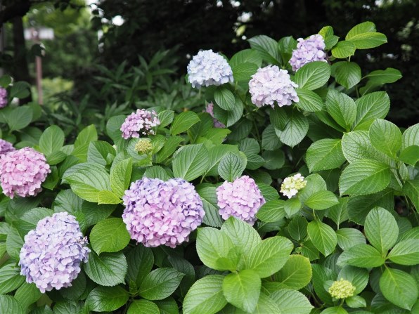 パナソニック LEICA D SUMMILUX 25mm F1.4 ASPH. L-X025投稿画像・動画