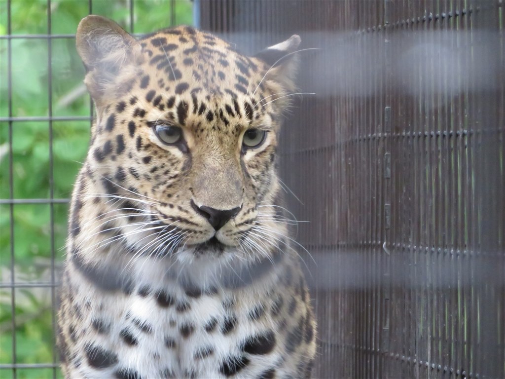 動きのないものには○』 CANON PowerShot SX720 HS [ブラック] Hugsss