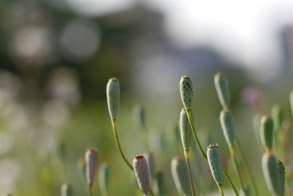 パナソニック ライブビューファインダー DMW-LVF2 レビュー評価・評判