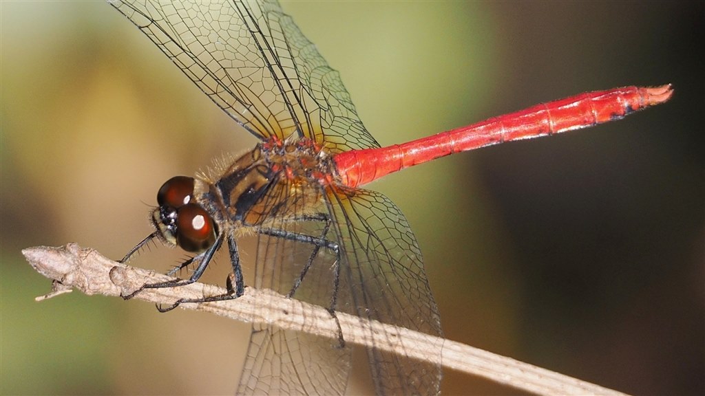 寄れるので昆虫撮影に良いです』 オリンパス M.ZUIKO DIGITAL ED 75