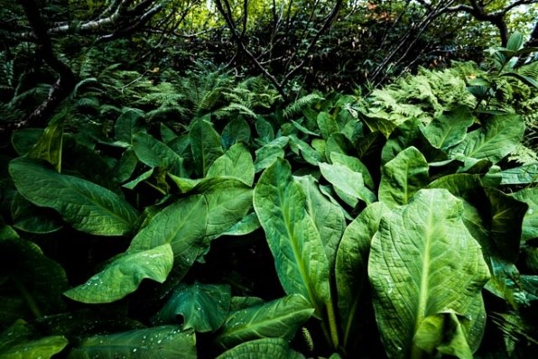 ニコン AF-S NIKKOR 16-35mm f/4G ED VR レビュー評価・評判 - 価格.com