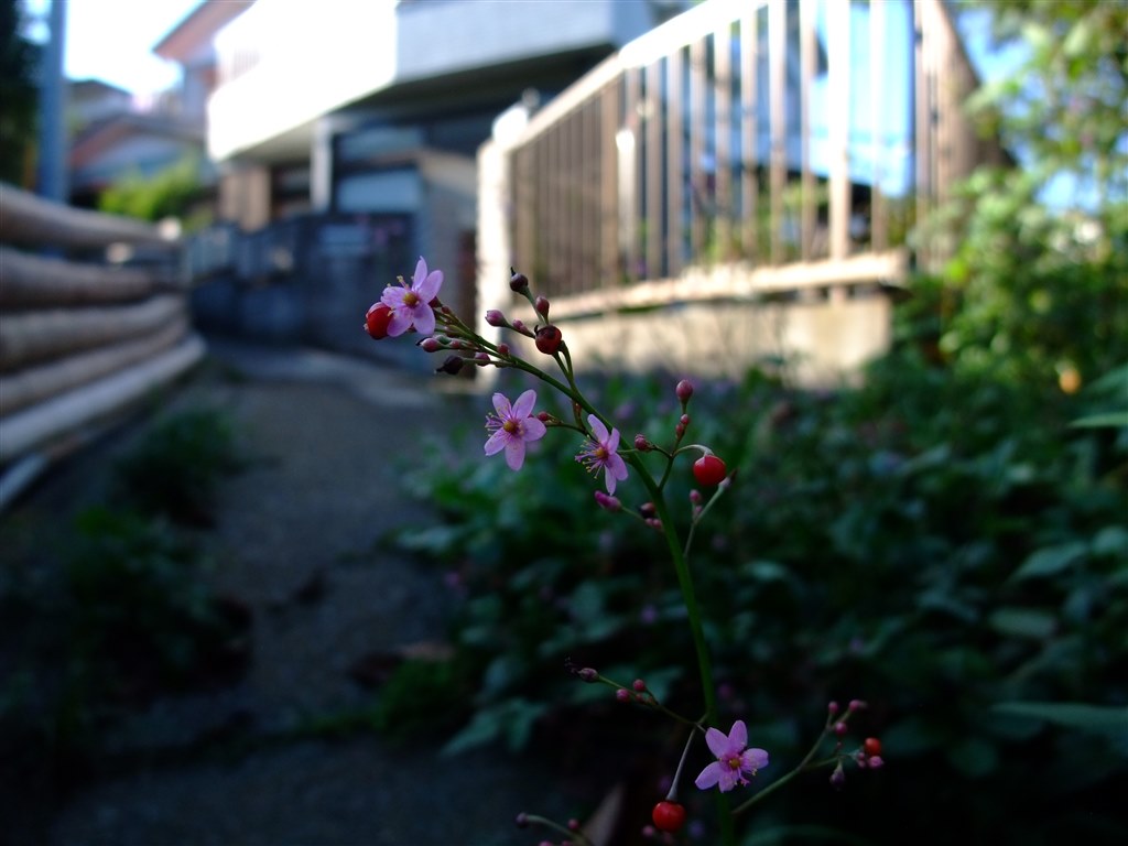 今でも通用する高画質。気軽に撮れる初心者向け良コンデジ』 富士