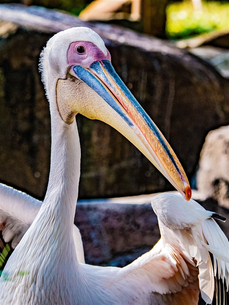 これ以上の解像度が 他のレンズに有るのか パナソニック Lumix G Vario 100 300mm F4 0 5 6 Ii Power O I S H Fsa フーテンの寅さんのレビュー評価 評判 価格 Com