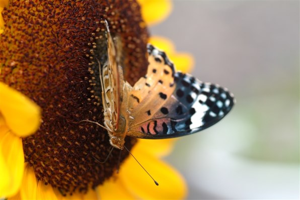 幅広いシーンで大活躍☆タムロン 28-200mm MACRO A03 ニコン用♡ A03