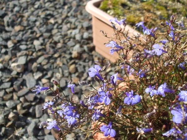 富士フイルム FinePix A900で撮影された写真 - 価格.com