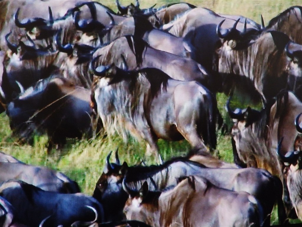 草原での生存競争 教養 Nhkスペシャル プラネットアース Episode 6 草原 命せめぎあう大地 Gnxw 7009 Blu Ray ブルーレイ 猫の名前はシロちゃんさんのレビュー評価 評判 価格 Com