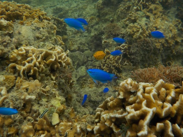 ニコン COOLPIX W100 [マリン]で撮影された写真 - 価格.com