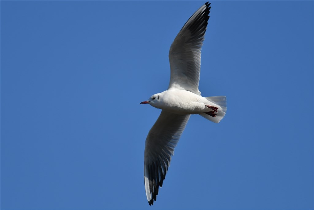 持ち運べる 超望遠レンズ ニコン Af S Nikkor 300mm F 4e Pf Ed Vr Qキューさんのレビュー評価 評判 価格 Com