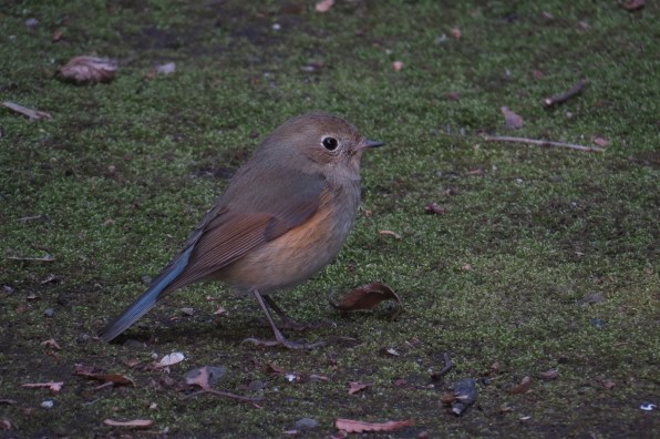 【作例あり】ジャンク Canon Powershot SX50 HS PowerShot SX50 HSで撮影された写真 | 写真検索 | GANREF