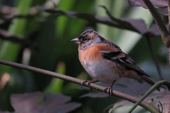 【作例あり】ジャンク Canon Powershot SX50 HS 作例あり】ジャンク Canon Powershot SX50 HS Canon Powershot SX50hs