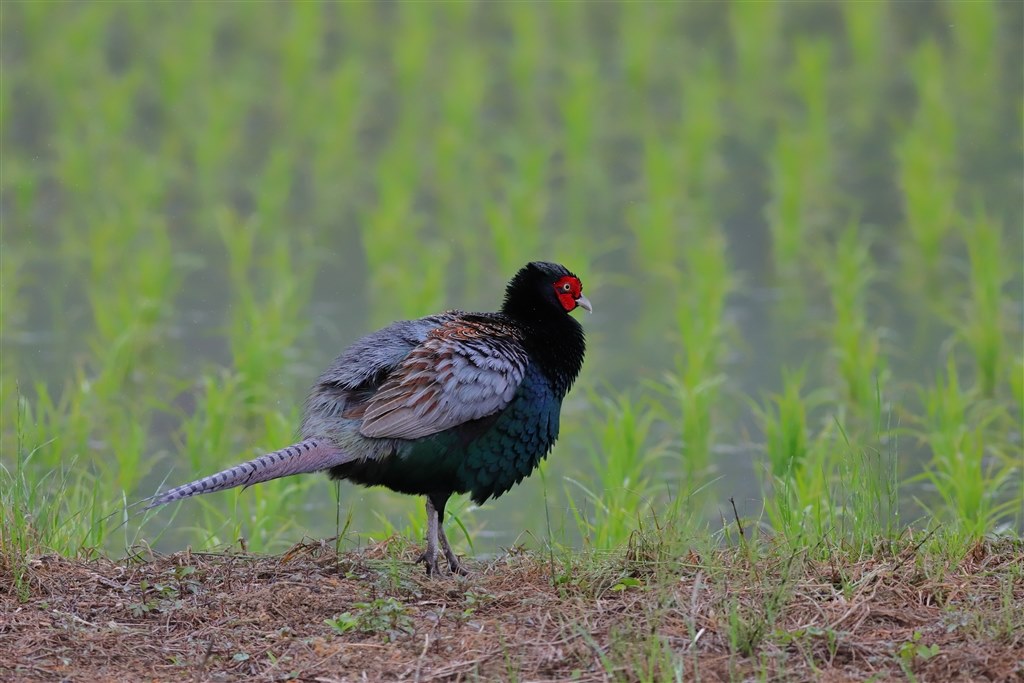 キヤノン EOS 6D MarkII ボディ Canon EOS 6D MarkII BODY 【AB】 | カメラ,キヤノン | 三宝カメラ