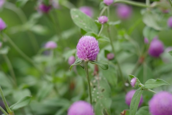 Machang Optical KAMLAN FS 50mm F1.1 [マイクロフォーサーズ用]投稿