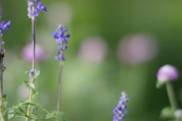KAMLAN FS 50mm F1.1 マイクロフォーサーズ KAMLANレンズ 実写レビュー