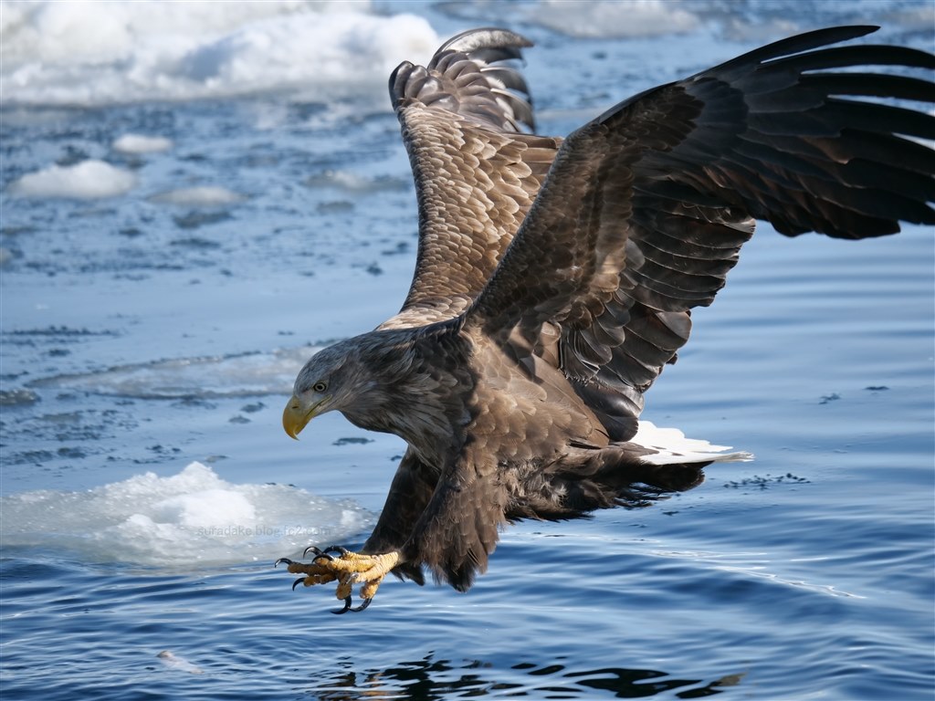 野鳥撮影に パナソニック Leica Dg Vario Elmar 100 400mm F4 0 6 3 Asph Power O I S H Rs スラダケさんのレビュー評価 評判 価格 Com