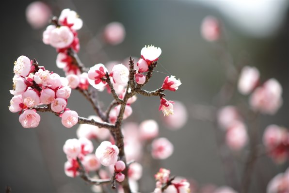 コニカ ミノルタ AF ZOOM 70-210mm F4で撮影された写真 (レビュー